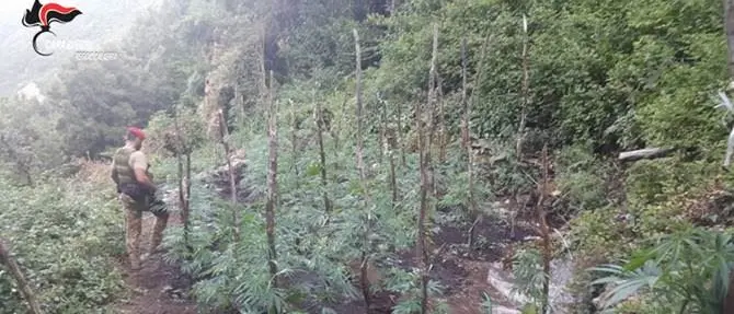 Sorpresi ad irrigare una piantagione di canapa: arrestati due fratelli a Caulonia