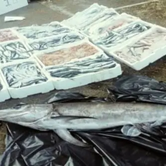 Gioia Tauro, sequestrati 150 chili di prodotti ittici