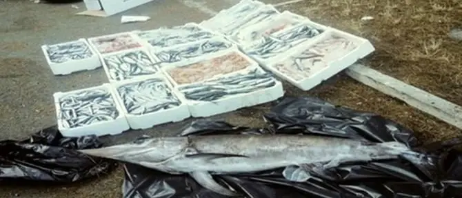 Gioia Tauro, sequestrati 150 chili di prodotti ittici