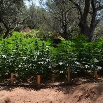 Maxi-piantagione di marijuana nelle Preserre Vibonesi, 2 arresti