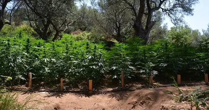 Maxi-piantagione di marijuana nelle Preserre Vibonesi, 2 arresti