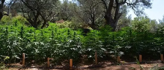 Maxi-piantagione di marijuana nelle Preserre Vibonesi, 2 arresti