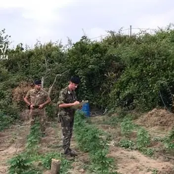 Piantagione di marijuana, un arresto a Feroleto della Chiesa (VIDEO)