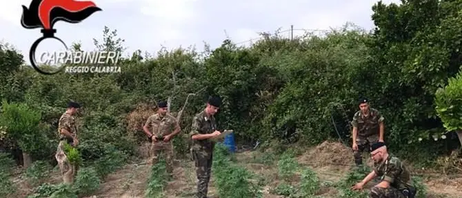 Piantagione di marijuana, un arresto a Feroleto della Chiesa (VIDEO)