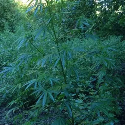 Scoperta maxi-piantagione di canapa nel Vibonese: sequestrate 1200 piante