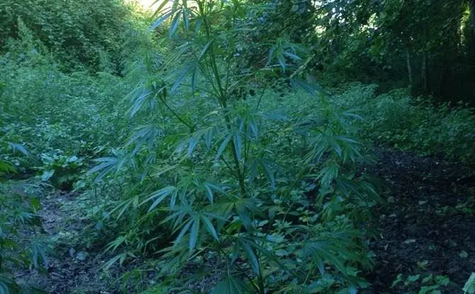 Scoperta maxi-piantagione di canapa nel Vibonese: sequestrate 1200 piante