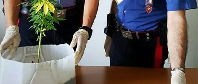 Catanzaro, furti seriali nelle ore di permesso: arrestata una donna