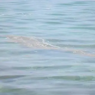 Escherichia coli oltre il limite consentito, divieto di balneazione a Mandatoriccio