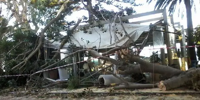 Reggio, ficus secolare crolla su gazebo