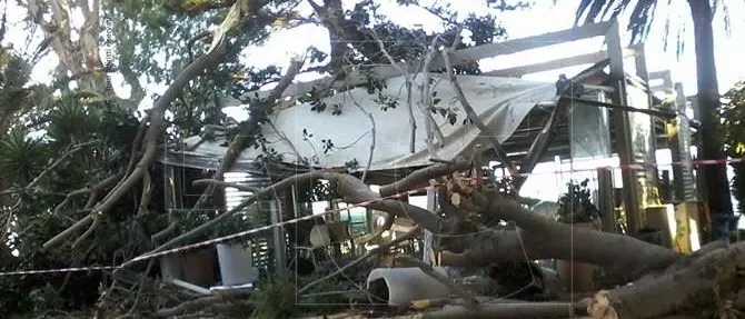 Reggio, ficus secolare crolla su gazebo