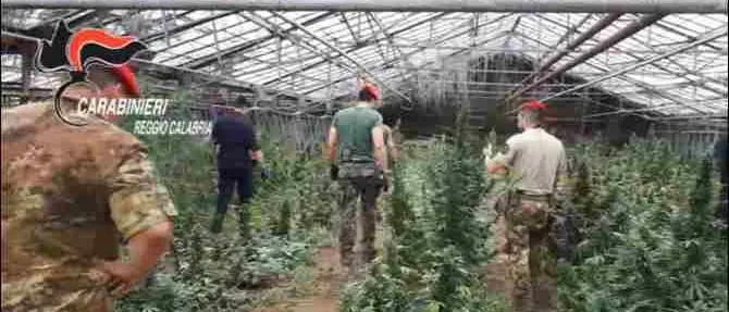 S. Martino di Taurianova, rinvenute 12mila piante di canapa indiana (VIDEO)