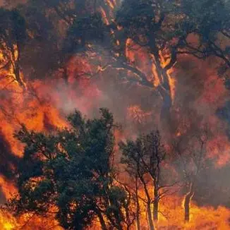 Ancora fiamme sull'alto Tirreno cosentino. Vasto incendio a Belvedere Marittimo