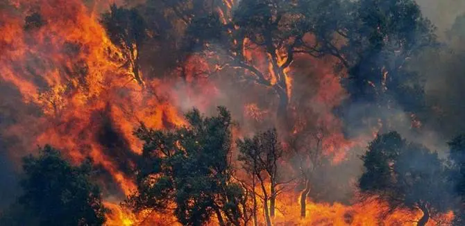 Ancora fiamme sull'alto Tirreno cosentino. Vasto incendio a Belvedere Marittimo