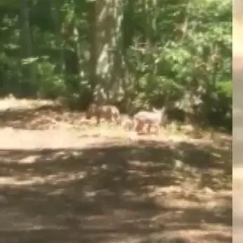 Cuccioli di lupo a spasso nelle Serre vibonesi (VIDEO)