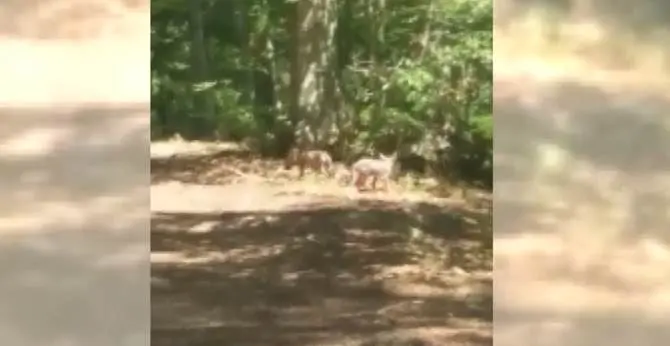 Cuccioli di lupo a spasso nelle Serre vibonesi (VIDEO)