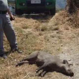 Uccidono un cinghiale, quattro persone denunciate