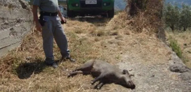 Uccidono un cinghiale, quattro persone denunciate