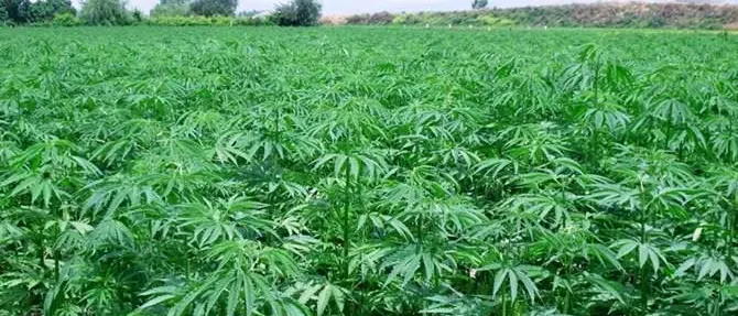 Sequestrata piantagione di canapa nel Reggino