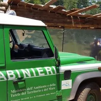 Soppresso un bosco per far posto a ortaggi e legumi: sequestrata area a Sinopoli