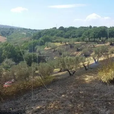 Fiamme vicino all’agriturismo Feudo degli Ulivi tra Borgia e Squillace (FOTO)