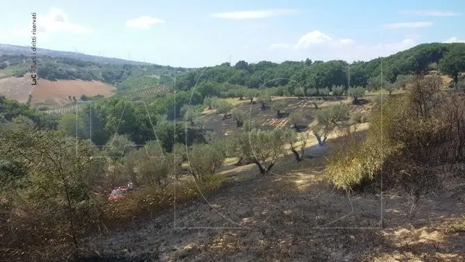 Fiamme vicino all’agriturismo Feudo degli Ulivi tra Borgia e Squillace (FOTO)