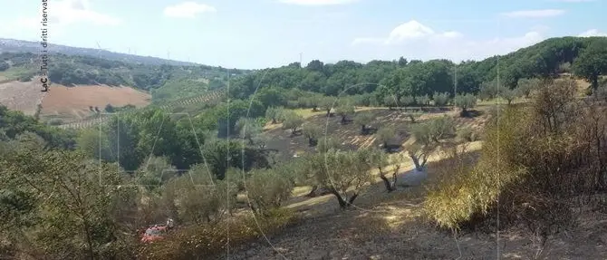 Fiamme vicino all’agriturismo Feudo degli Ulivi tra Borgia e Squillace (FOTO)