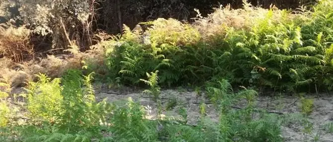 Canapa nel Vibonese, trovate 650 piante