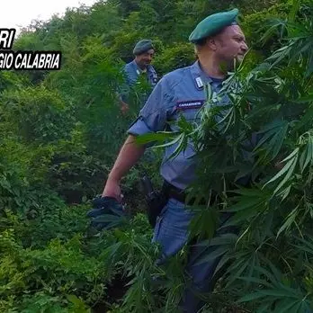 Parco nazionale dell’Aspromonte: scoperta piantagione di canapa indiana