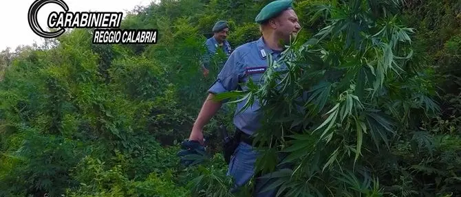 Parco nazionale dell’Aspromonte: scoperta piantagione di canapa indiana