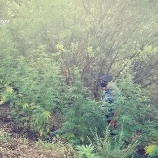 Lamezia, sorpreso ad irrigare una piantagione: arrestato 55enne