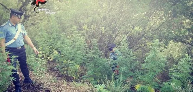 Lamezia, sorpreso ad irrigare una piantagione: arrestato 55enne
