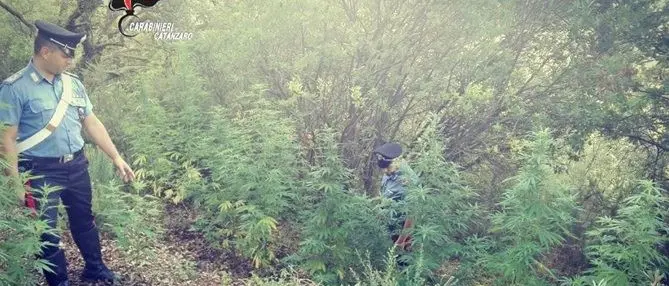 Lamezia, sorpreso ad irrigare una piantagione: arrestato 55enne