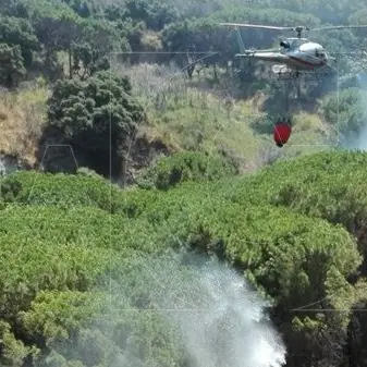 Catanzaro, fiamme alte nella pineta di Siano