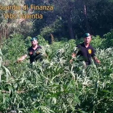 Filadelfia, sequestrati oltre quattro quintali di marijuana: due arresti