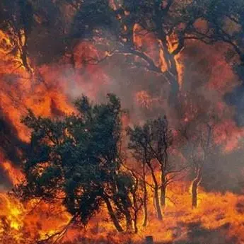Ancora fiamme nel Cosentino, incendi in diverse zone della Provincia