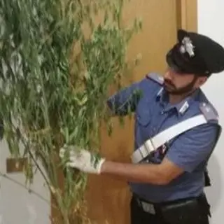 In possesso di quattro piante di marijuana: un arresto nel Catanzarese