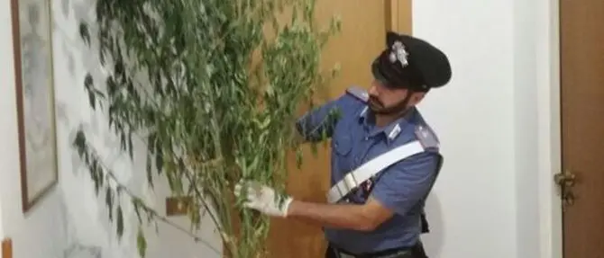 In possesso di quattro piante di marijuana: un arresto nel Catanzarese