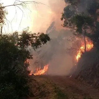 Catanzaro, ancora fiamme al parco della biodiversità (FOTO)