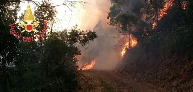 Catanzaro, ancora fiamme al parco della biodiversità (FOTO)