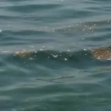 Mare sporco nel Catanzarese, Codacons sul piede di guerra