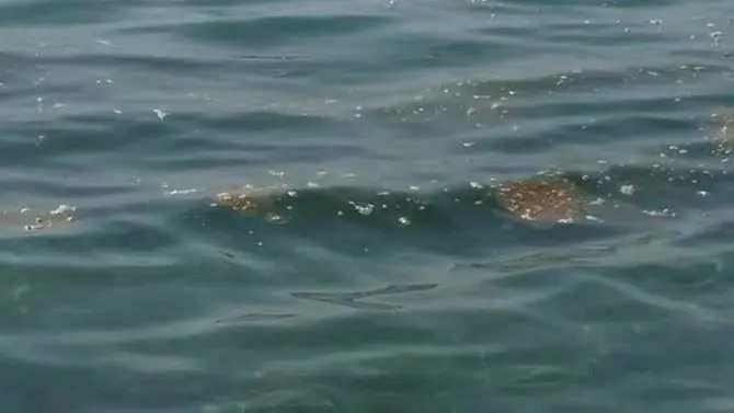 Mare sporco nel Catanzarese, Codacons sul piede di guerra