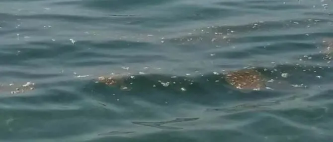 Mare sporco nel Catanzarese, Codacons sul piede di guerra