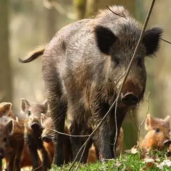 Danni da cinghiale: situazione fuori controllo in Calabria