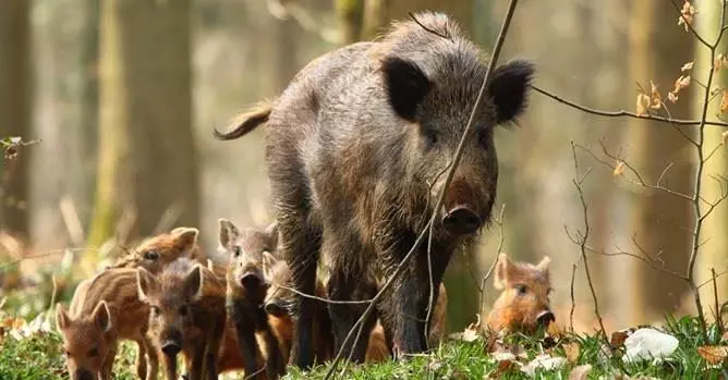 Danni da cinghiale: situazione fuori controllo in Calabria