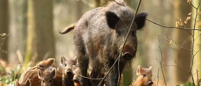 Danni da cinghiale: situazione fuori controllo in Calabria