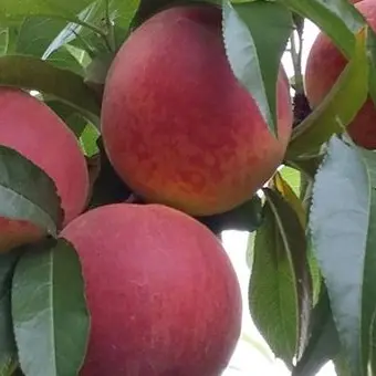 Rubano quasi cinque quintali di frutta a Cassano, arrestati madre e figlio