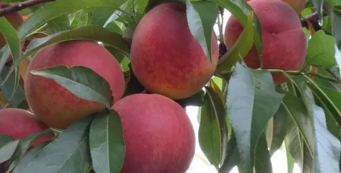 Rubano quasi cinque quintali di frutta a Cassano, arrestati madre e figlio