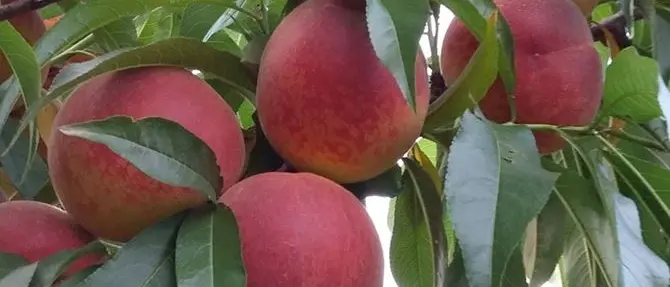 Rubano quasi cinque quintali di frutta a Cassano, arrestati madre e figlio