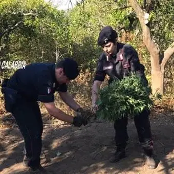 Scoperta piantagione di canapa a Gioia Tauro