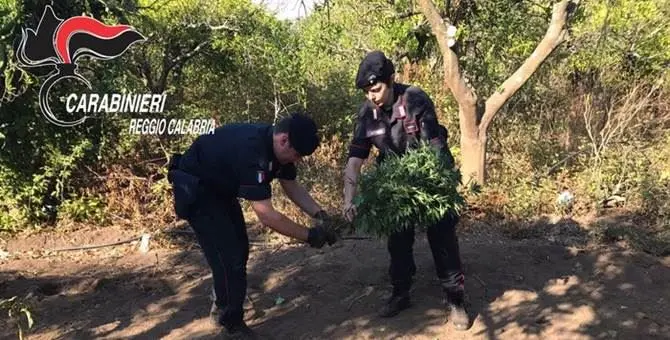 Scoperta piantagione di canapa a Gioia Tauro